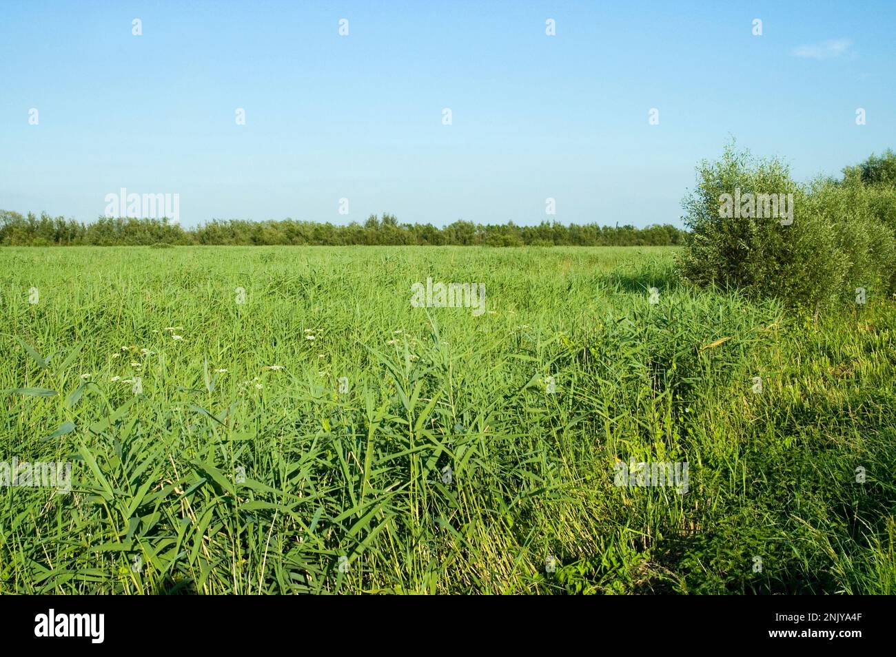 Rietveld in Zouweboezem; Reed bed in Zouweboezem Stock Photo Alamy
