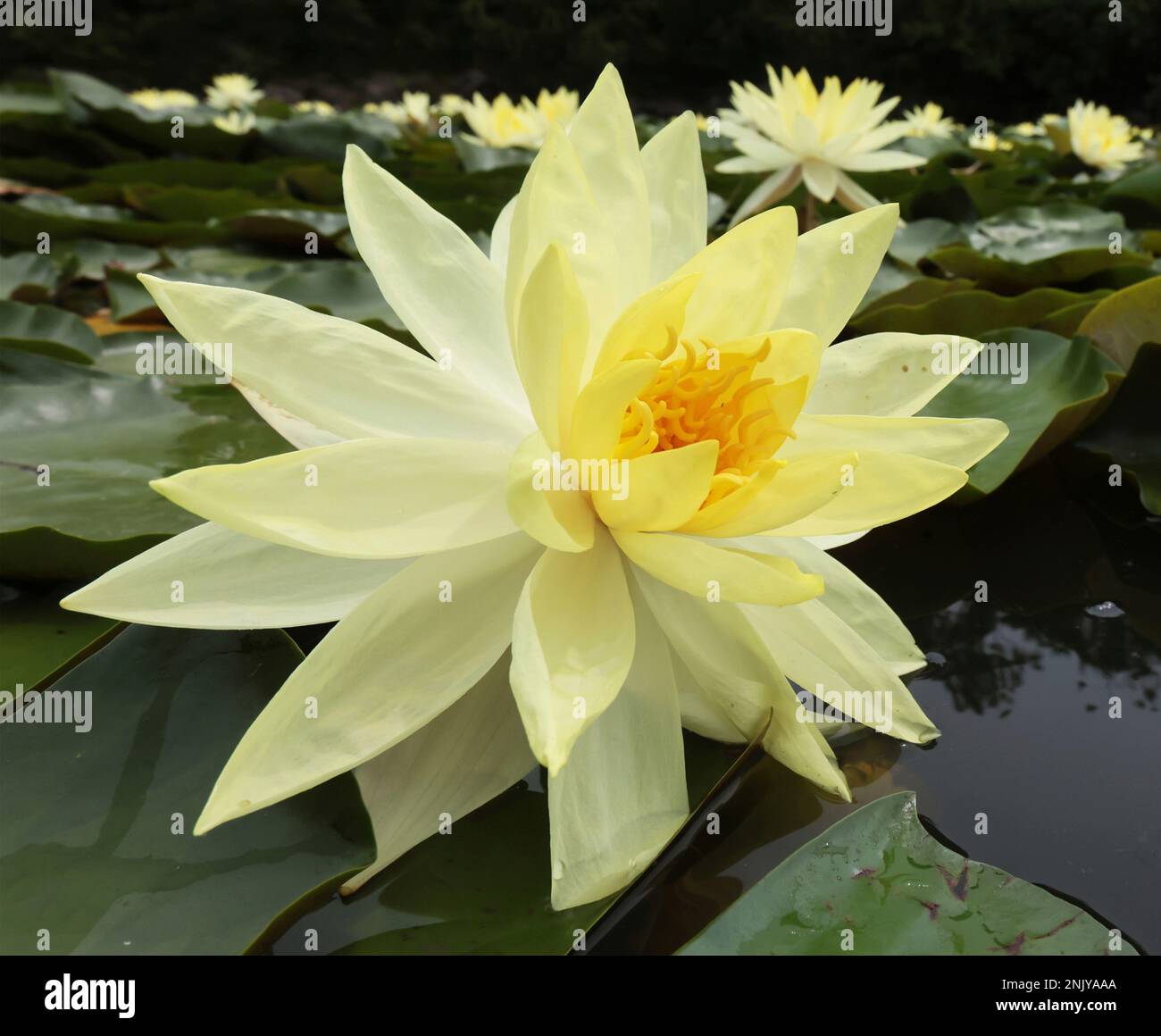 Water lily (Nymphaea) is in full bloom at Nagai Botanical Garden in ...