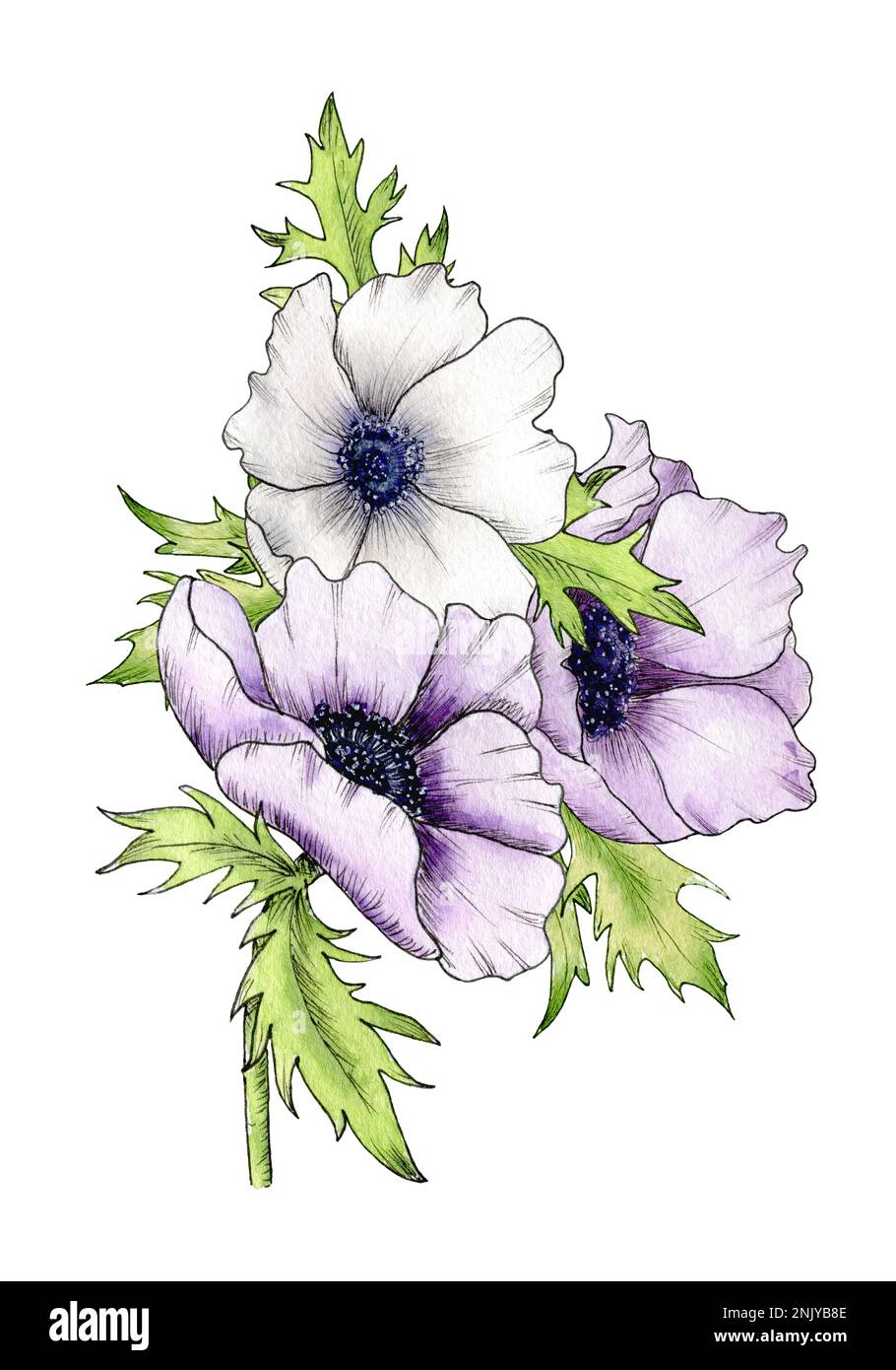 Watercolor Bouquet With Anemone Flowers Violet And White Gentle