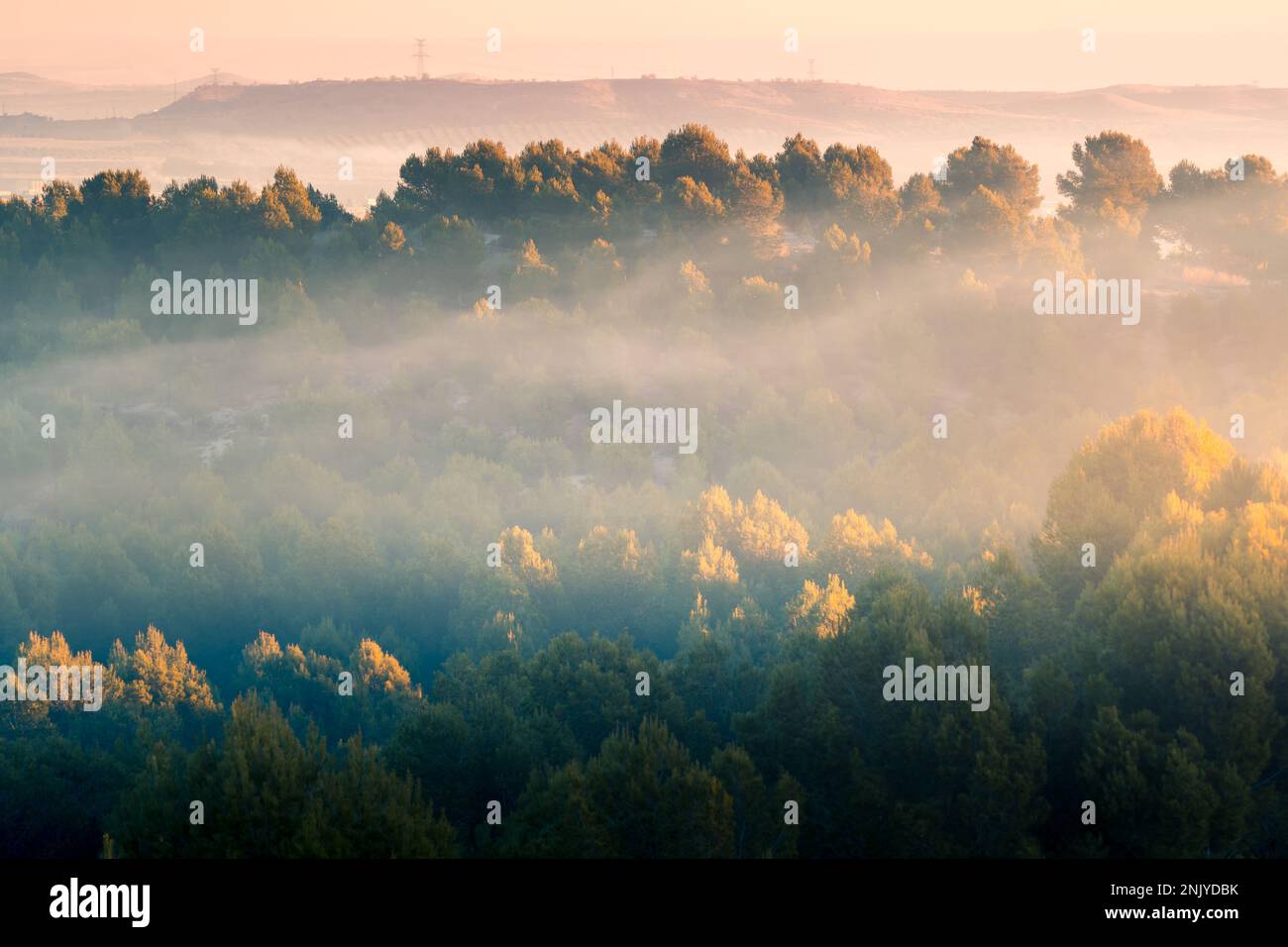 Aerial view tall green trees hi-res stock photography and images - Alamy