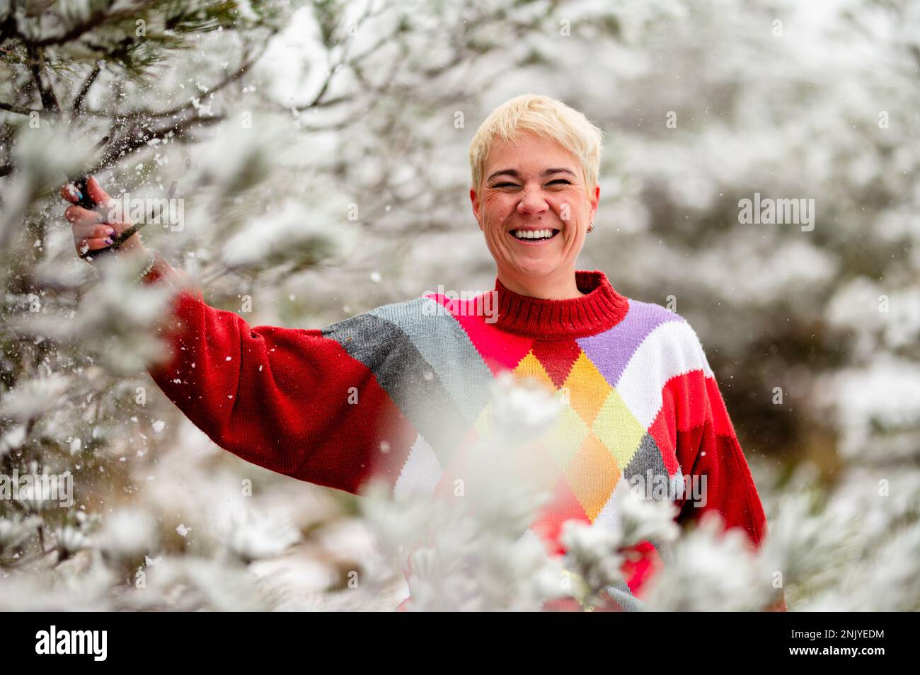 Happy adult blond haired female in warm sweater smiling and looking at camera while shaking snowy tree branch during winter holidays Stock Photo