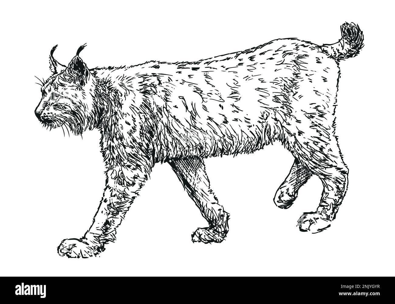 lynx - feline beast Eurasian lynx, hand drawn black and white vector illustration on white Stock Vector