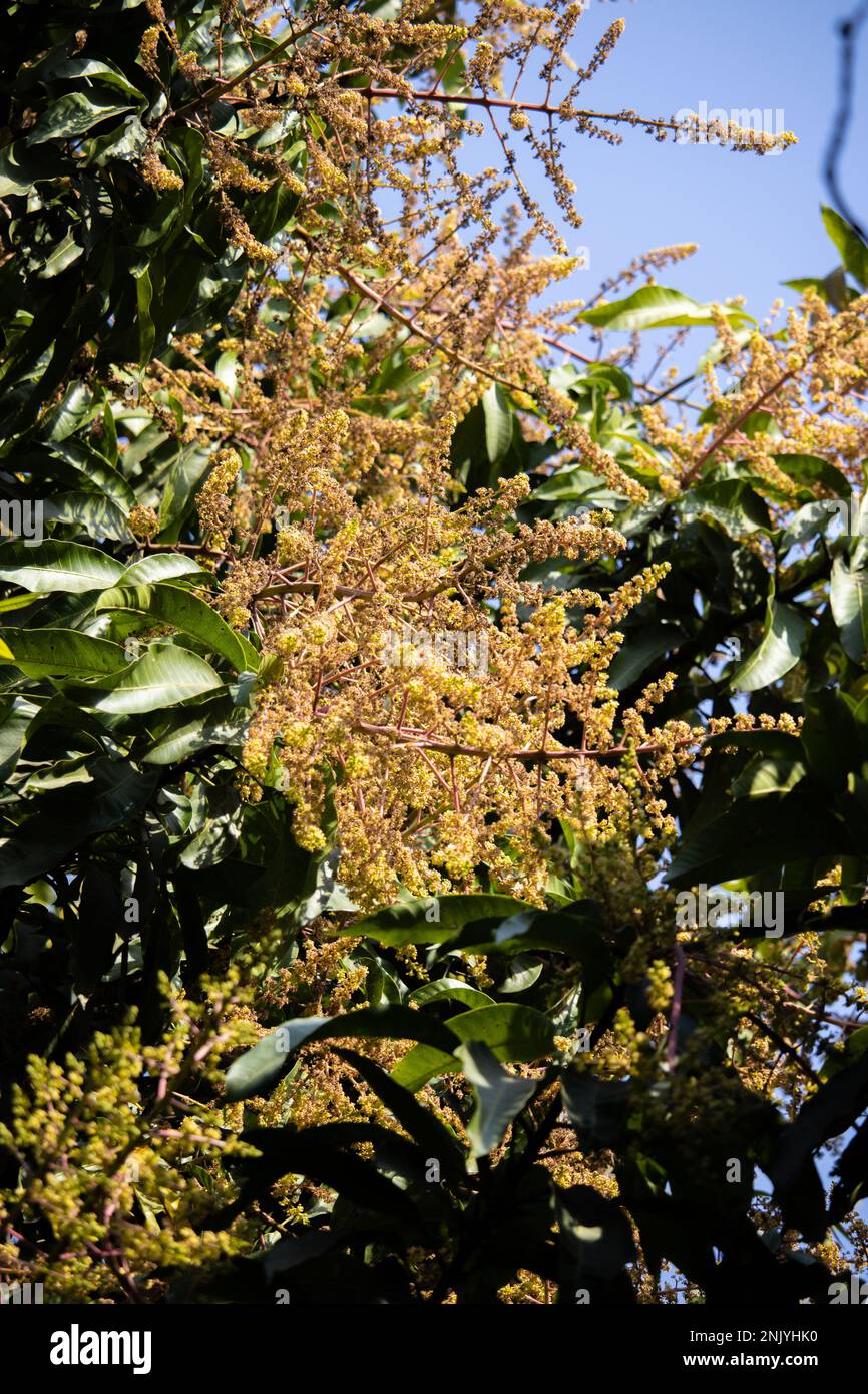 https://c8.alamy.com/comp/2NJYHK0/a-branch-of-yellow-color-mango-flower-in-a-mango-tree-during-spring-season-2NJYHK0.jpg