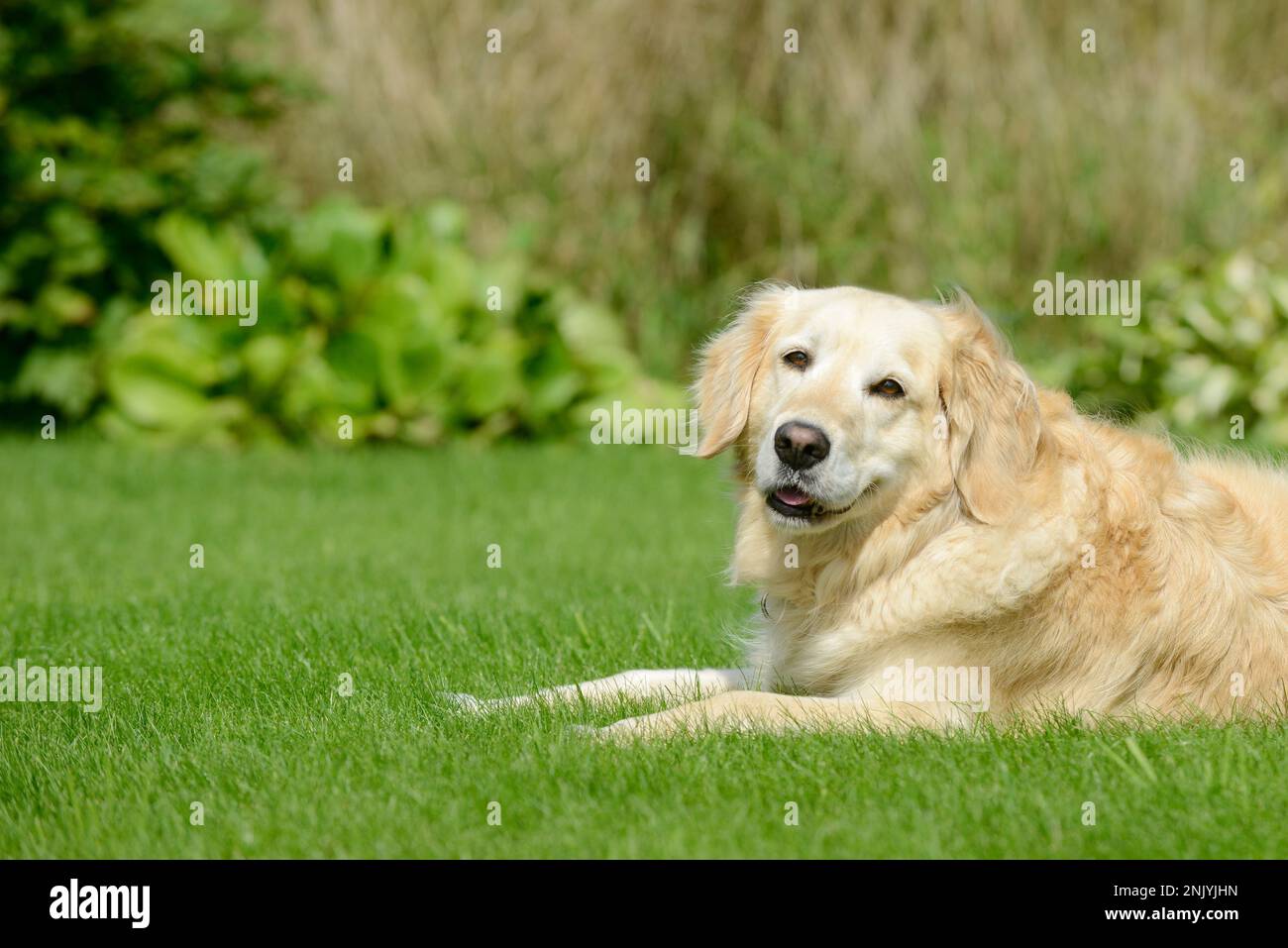 dog golden retriever lying on meadow in the garden Stock Photo