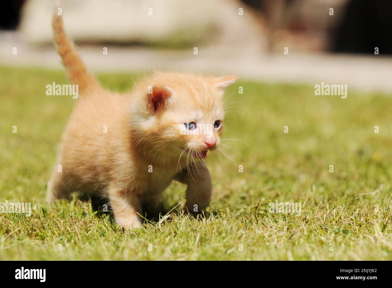 cute red cat in the garden. The little Kitten run on meadow and meows Stock Photo