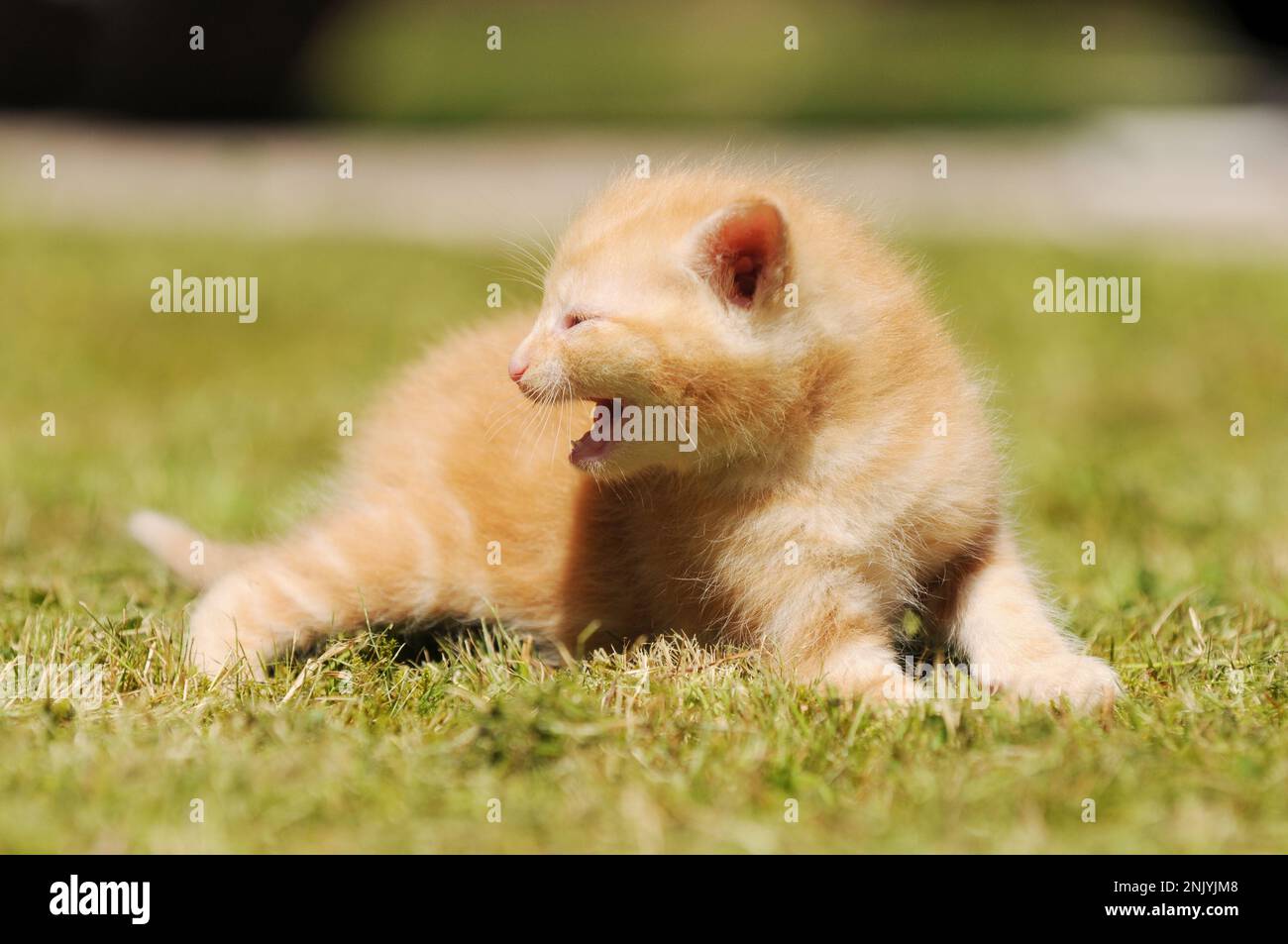 cute red cat in the garden. The little Kitten standing on meadow and meows Stock Photo