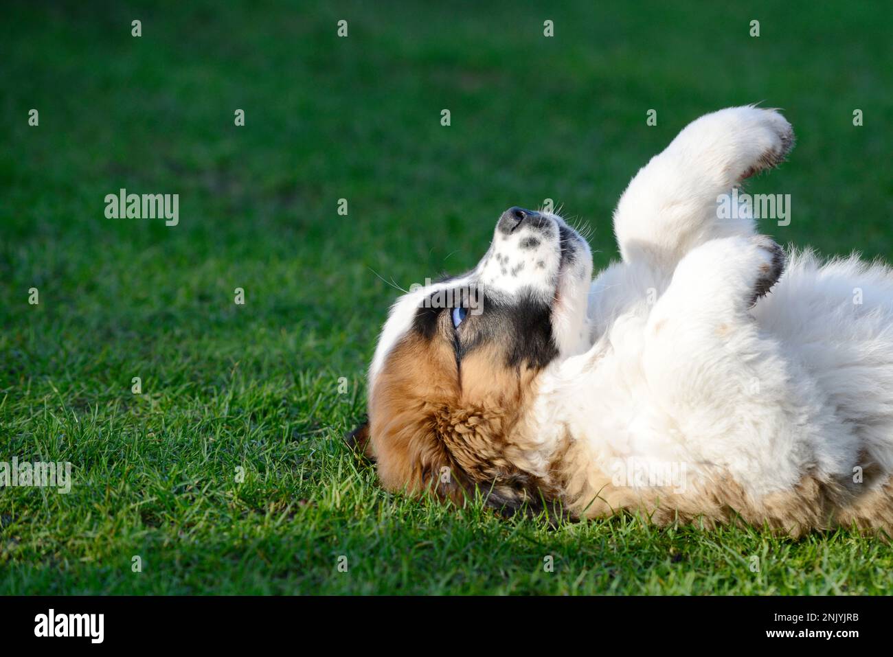 Puppy, st bernard dog lying on meadow Stock Photo