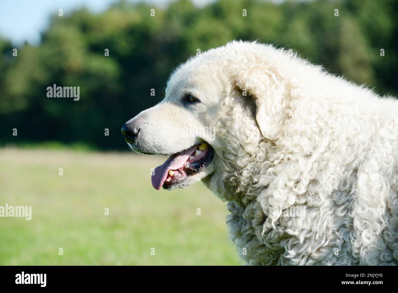 Head from the Dog Kuvasz. The livestock guardian dog looking on the pasture. Stock Photo