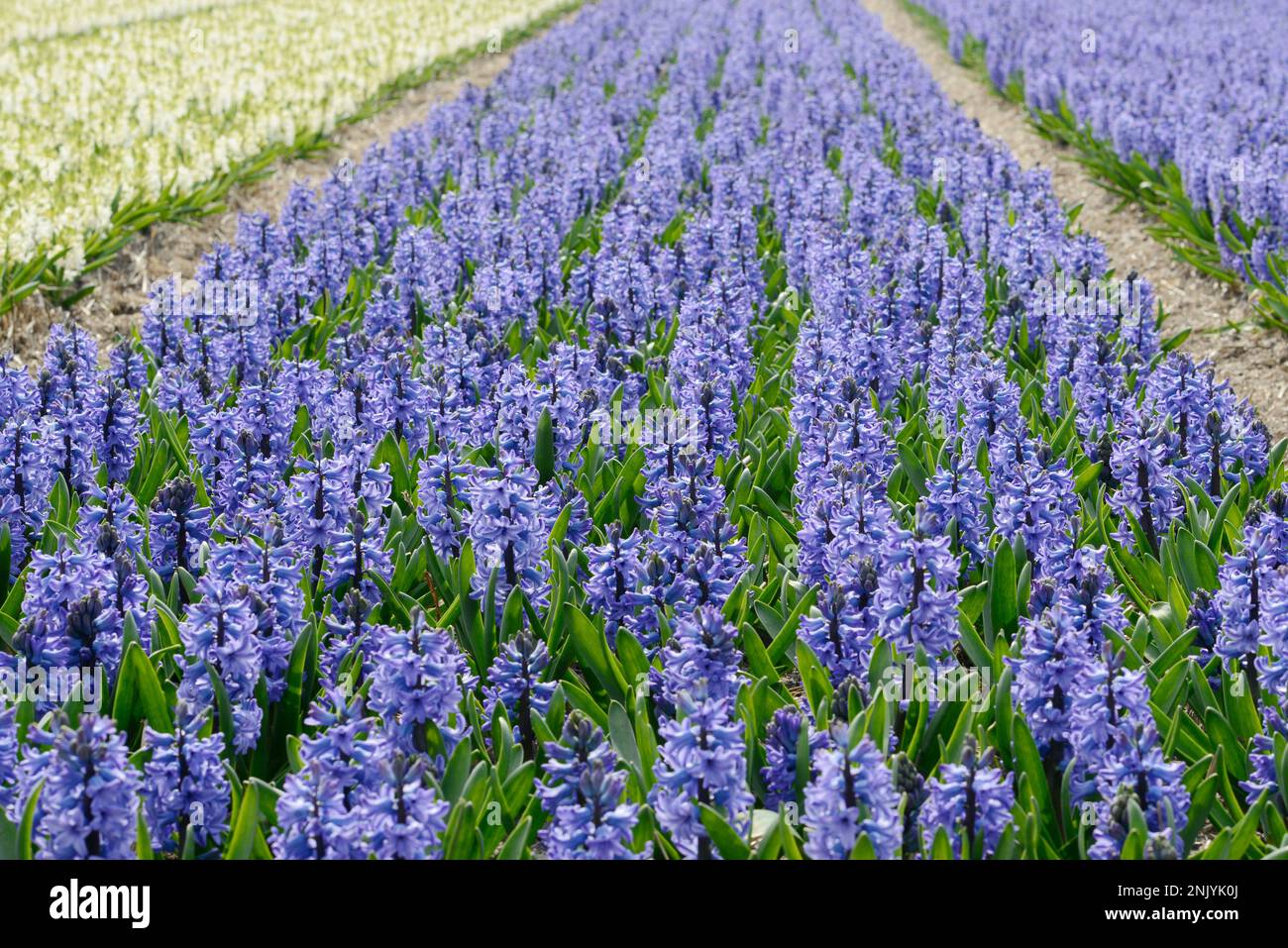 blue hyacinths on hyacinth field in spring Stock Photo