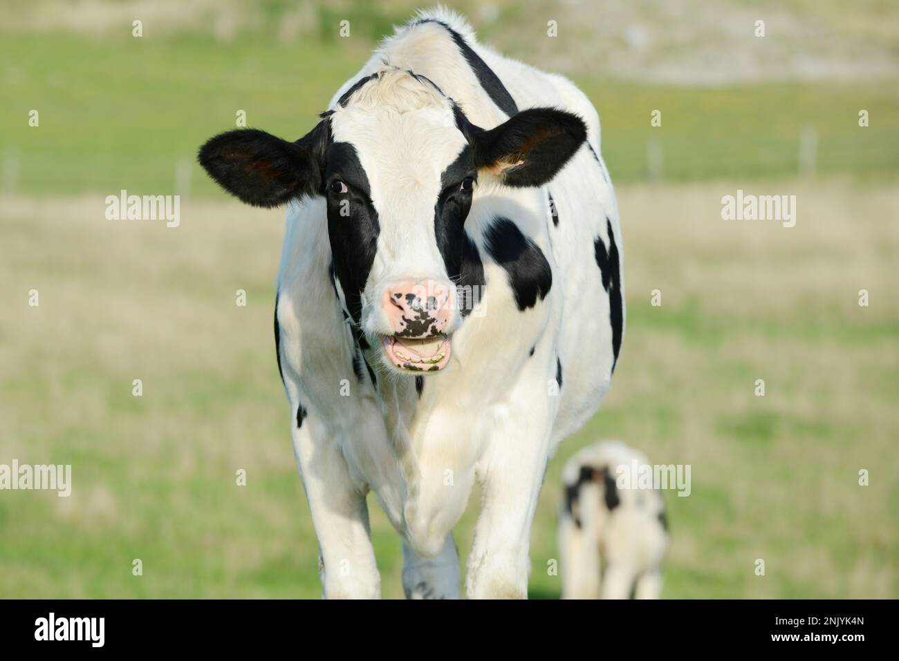 Head from black white cow in front of blue sky. the cow looks funny. Stock Photo