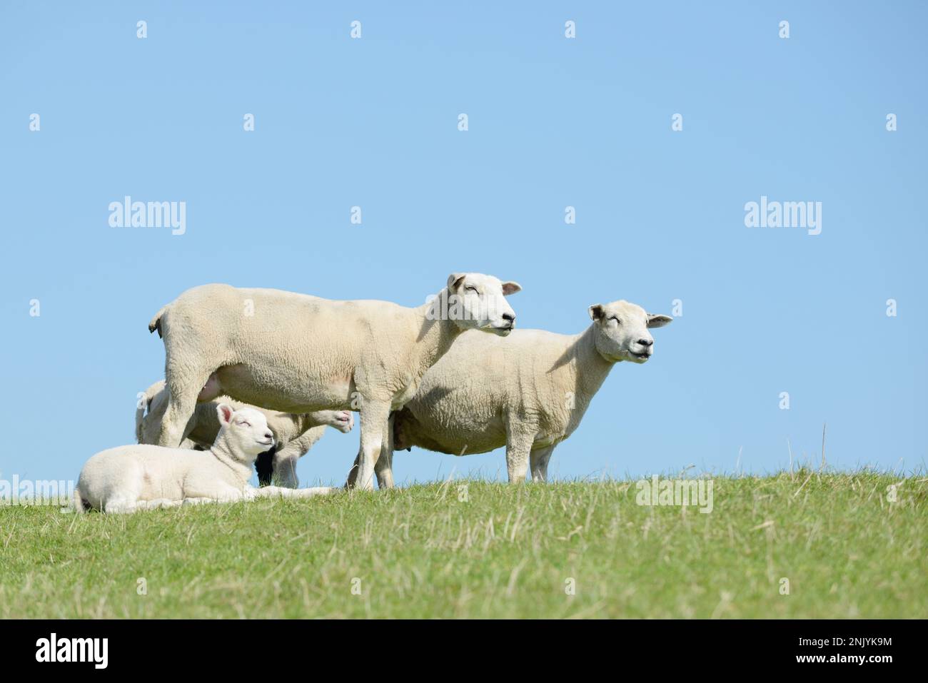 flock of sheep on the dike. lambs and ewes stand in the pasture. Stock Photo