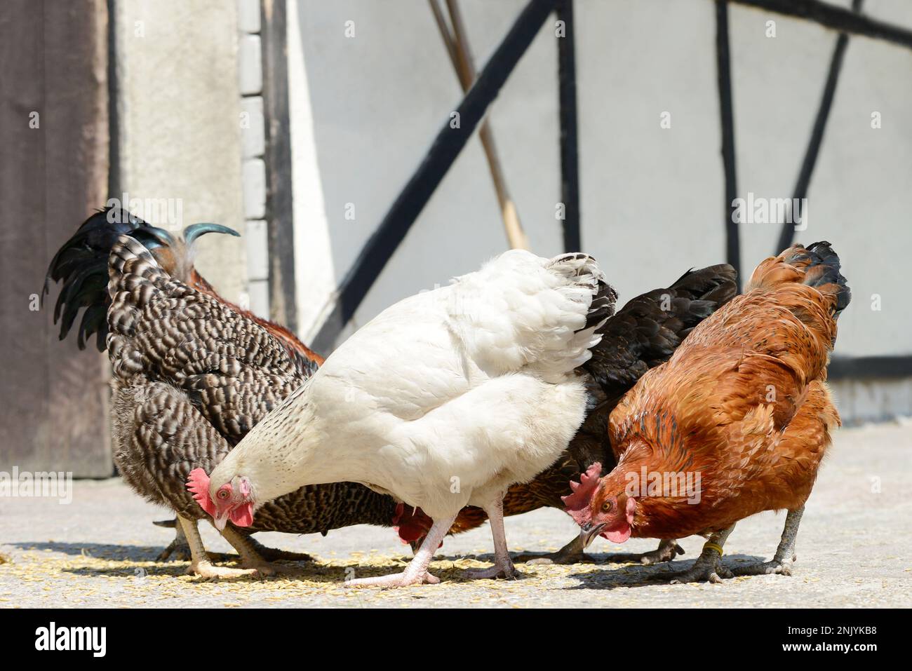 Chickens eat feed in front of shed Stock Photo