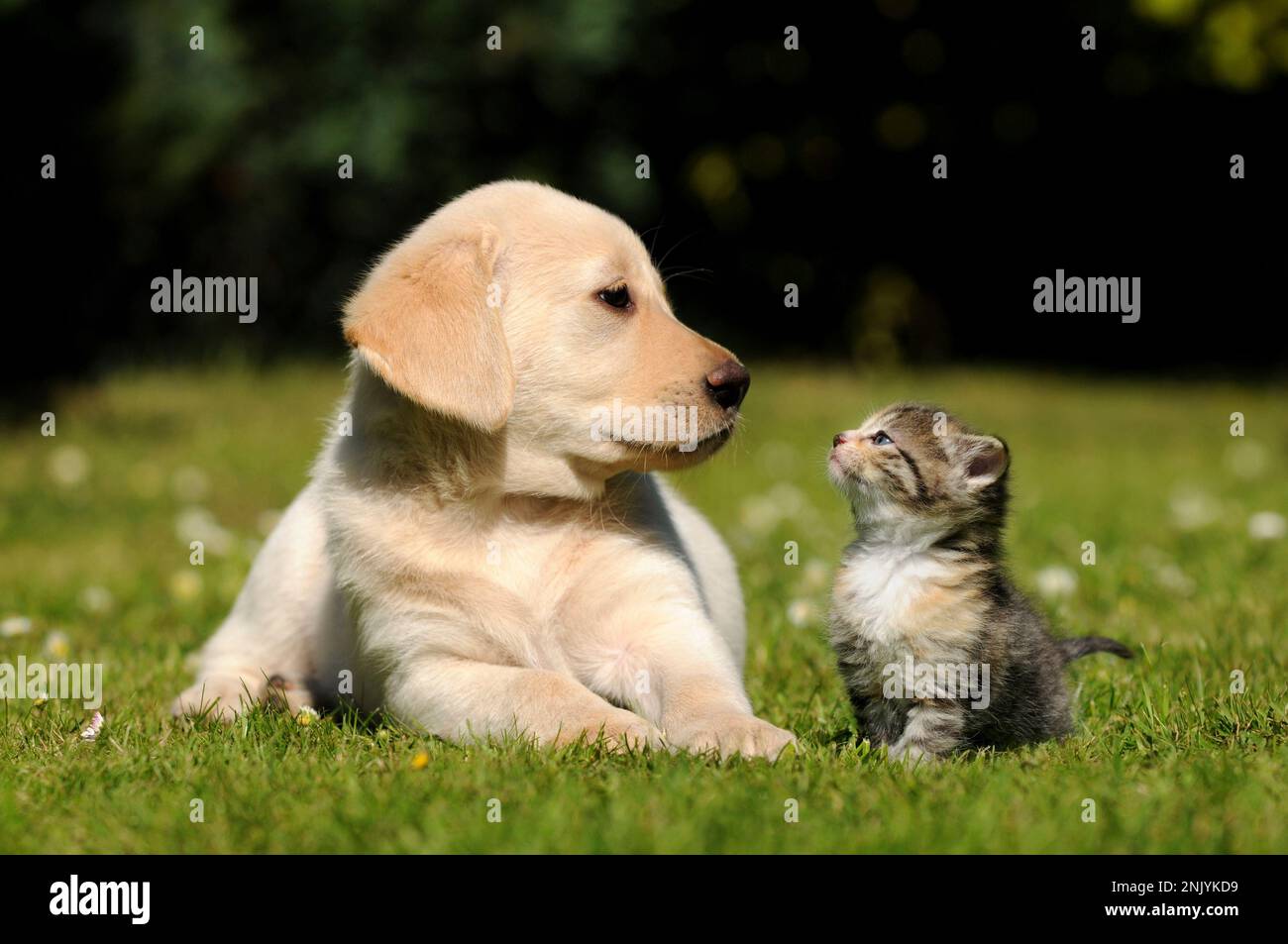 Dog and cat sitting on meadow. Friendship between kitten and puppy. Stock Photo