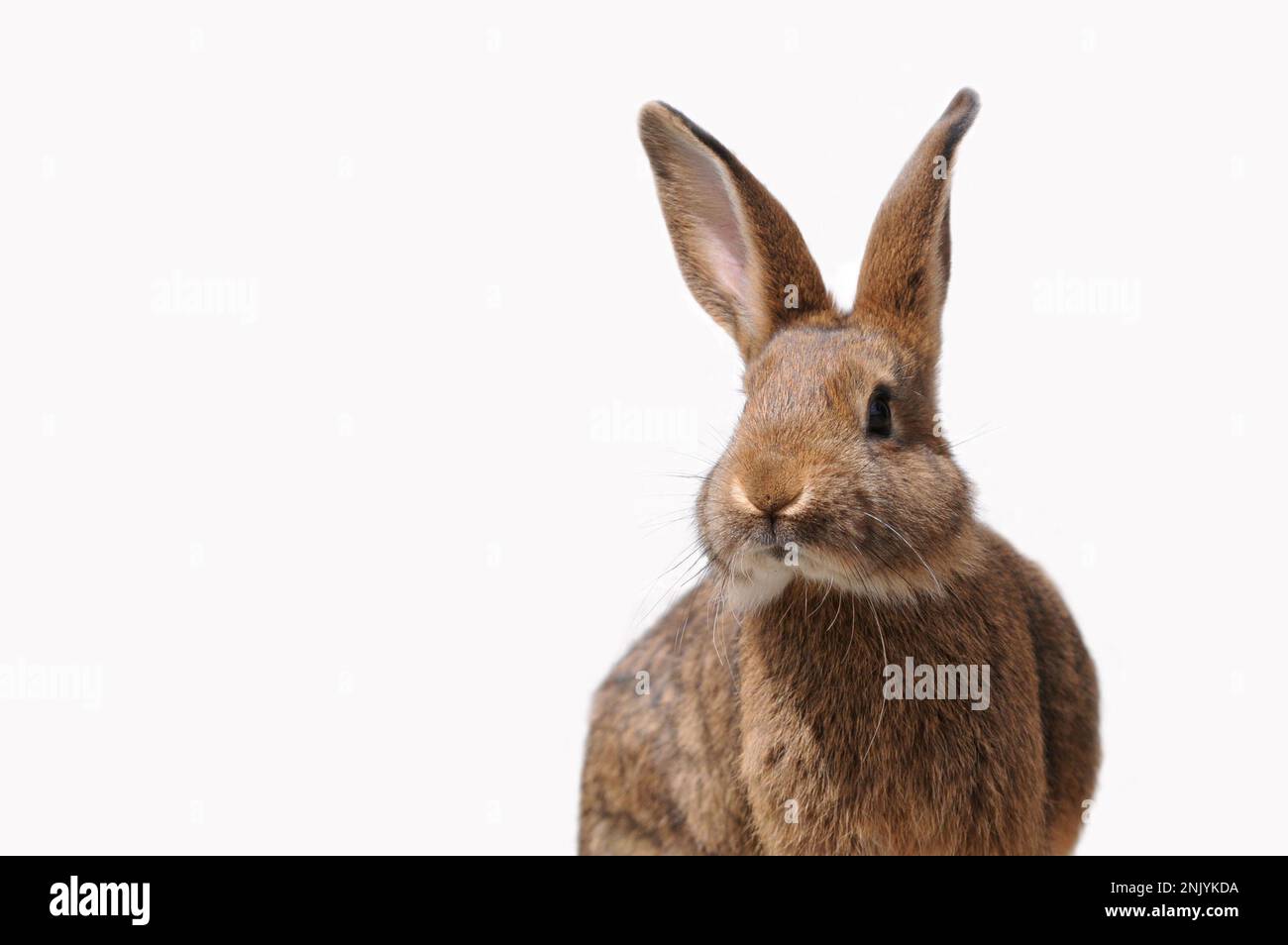 Sitting young brown bunny. The rabbit is isolated on white and is an easter symbol. Stock Photo