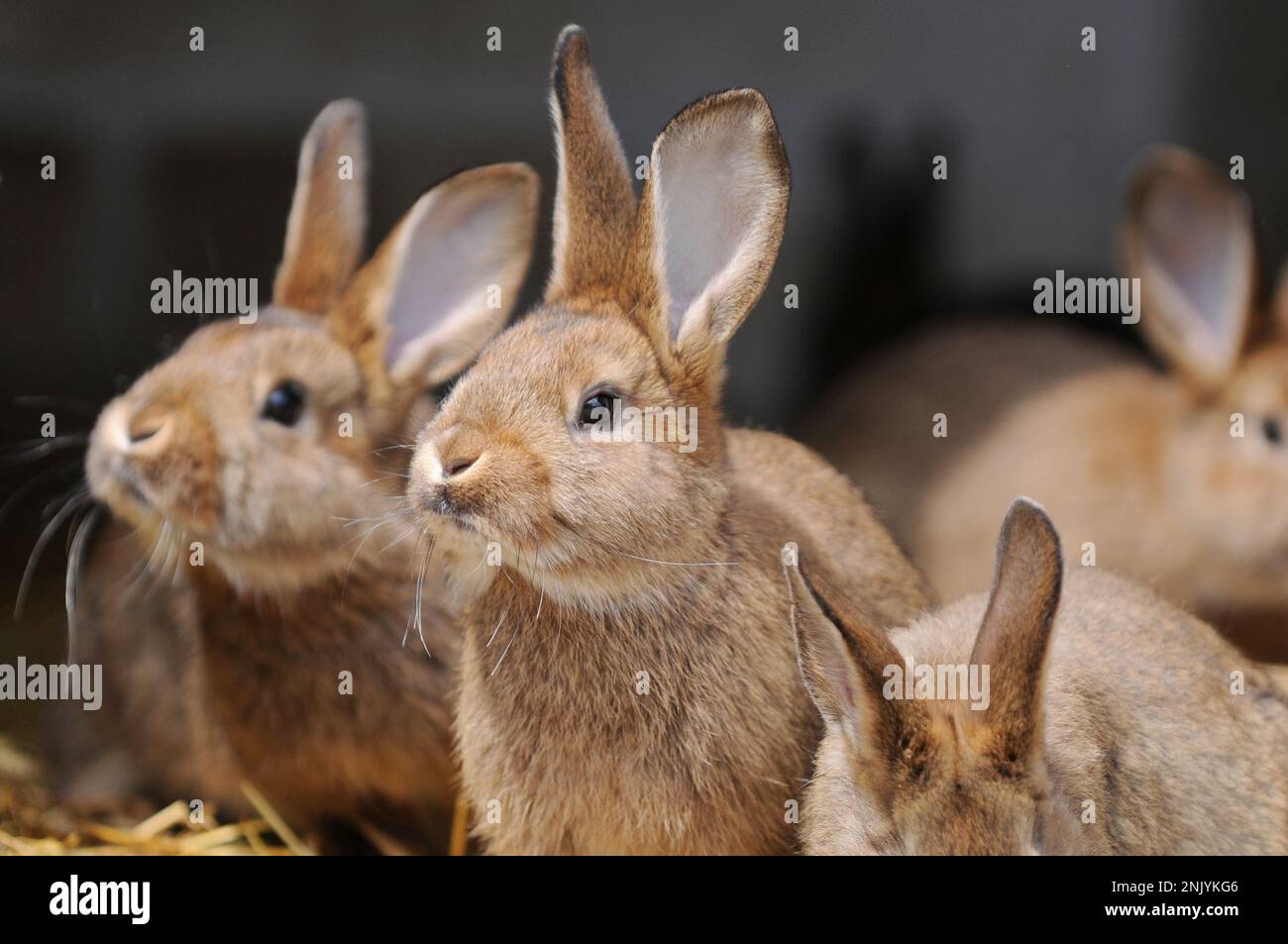 many cute brown bunnys sitting in the shed and looking Stock Photo
