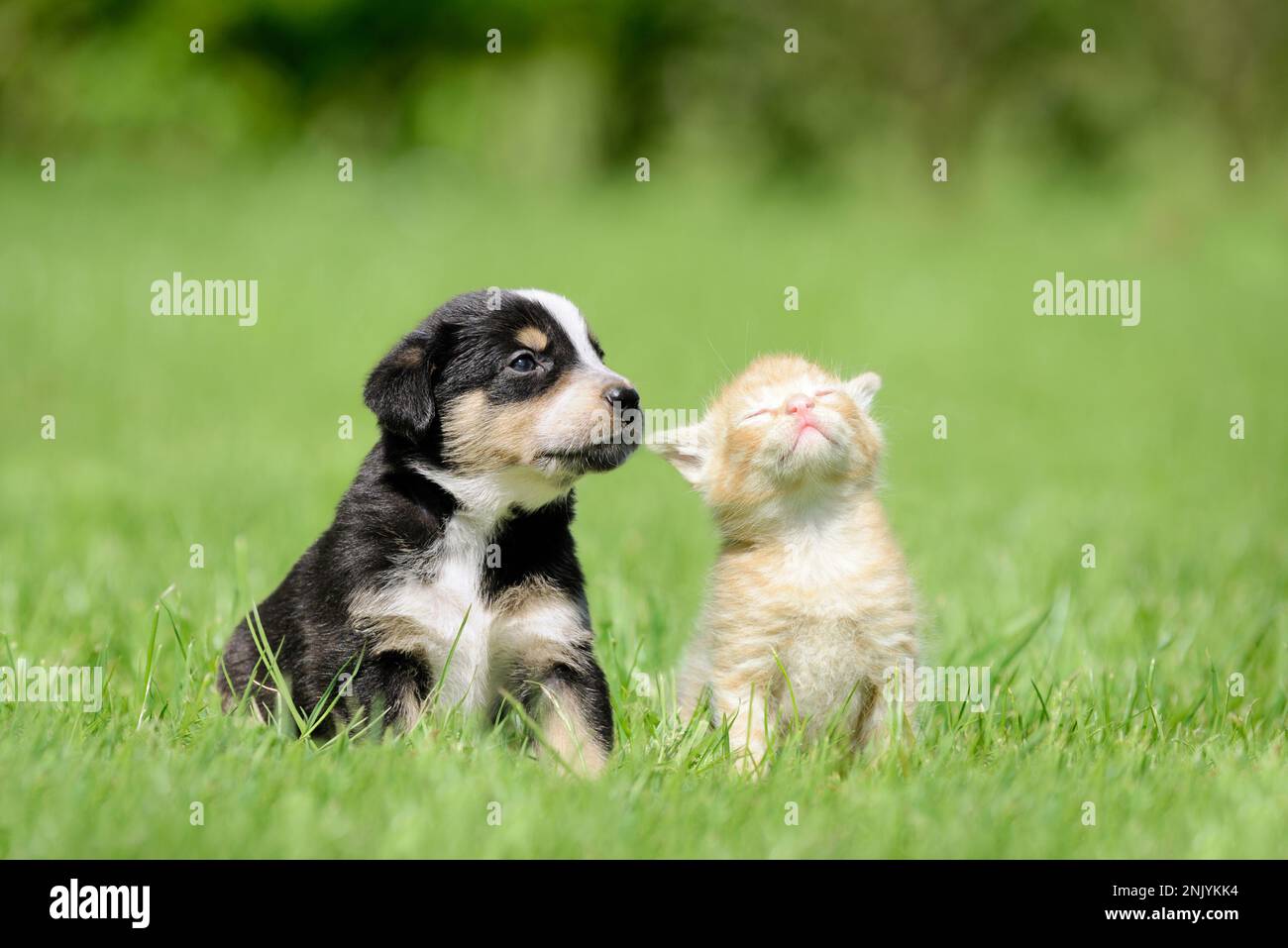 Dog and cat sitting on meadow. Friendship between kitten and puppy Stock Photo