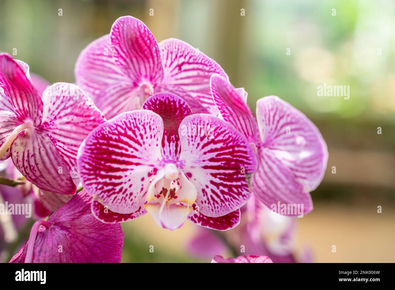The pink and white moon orchids with a touch of yellow. Also known as a