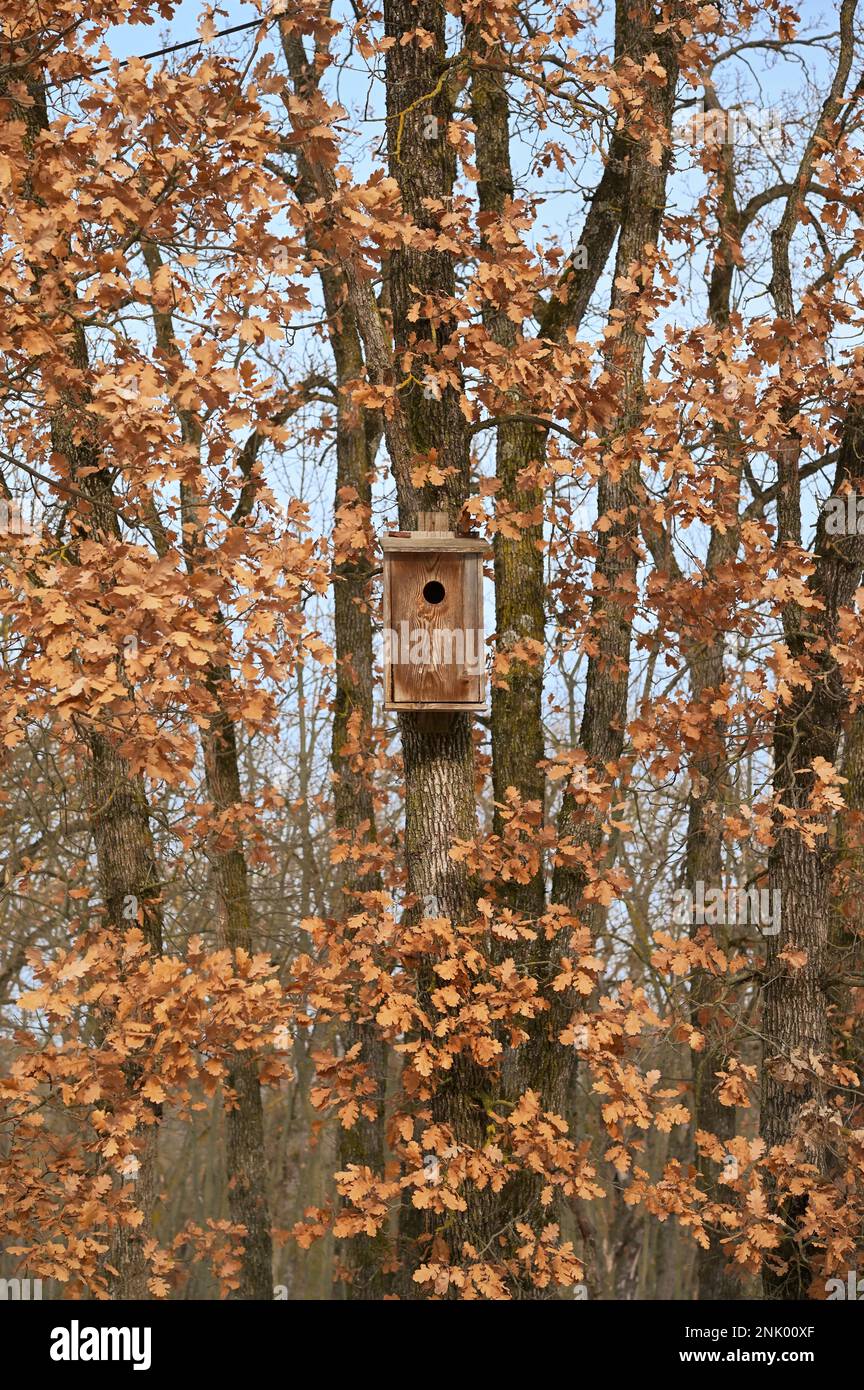 Camouflage Wooden Bird Cage, Bird House In The Forest in Winter Time Stock Photo