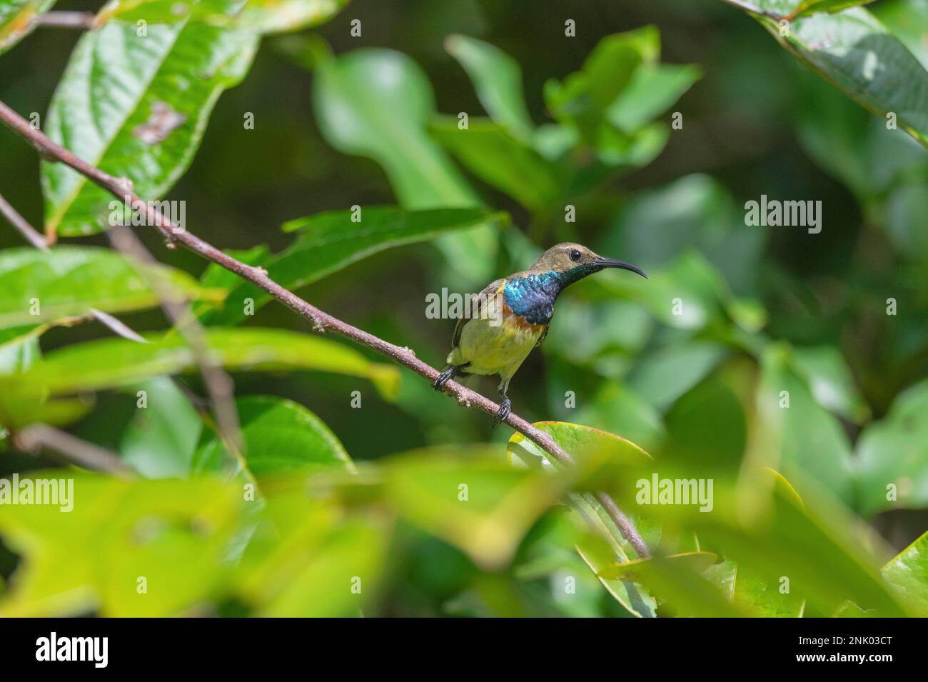 Andaman Islands, India,Olive-backed Sunbird, Cinnyris jugularis, Stock Photo