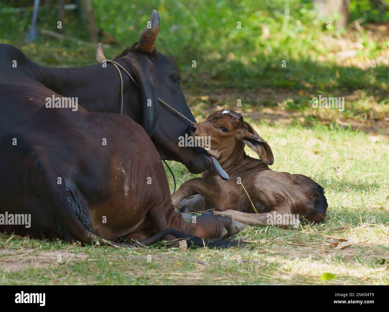 A new born calf lying down in a field being licked clean by her mother who is also lying down. Stock Photo