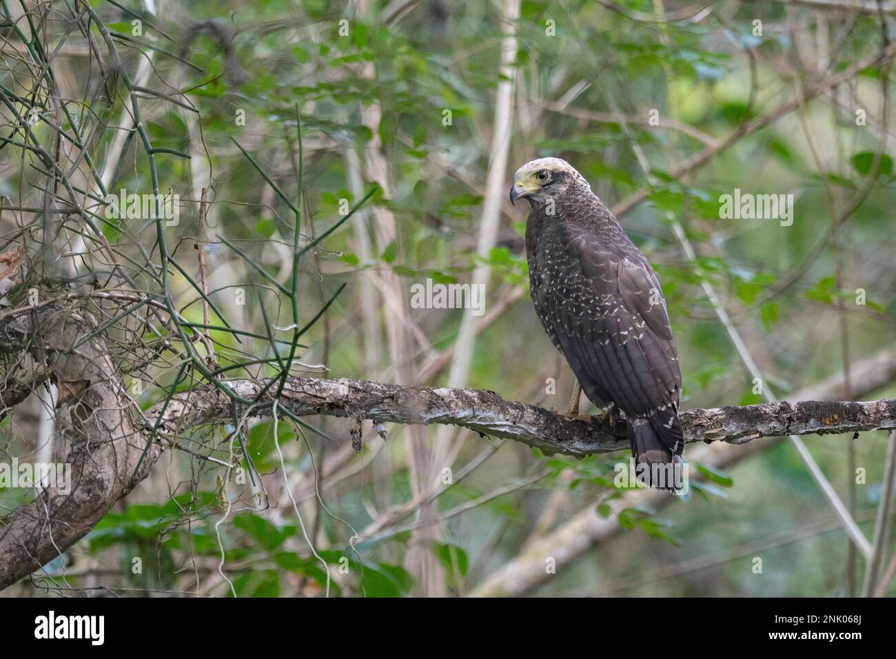 Andaman Islands, India, Andaman Serpent Eagle, Spilornis elgini Stock
