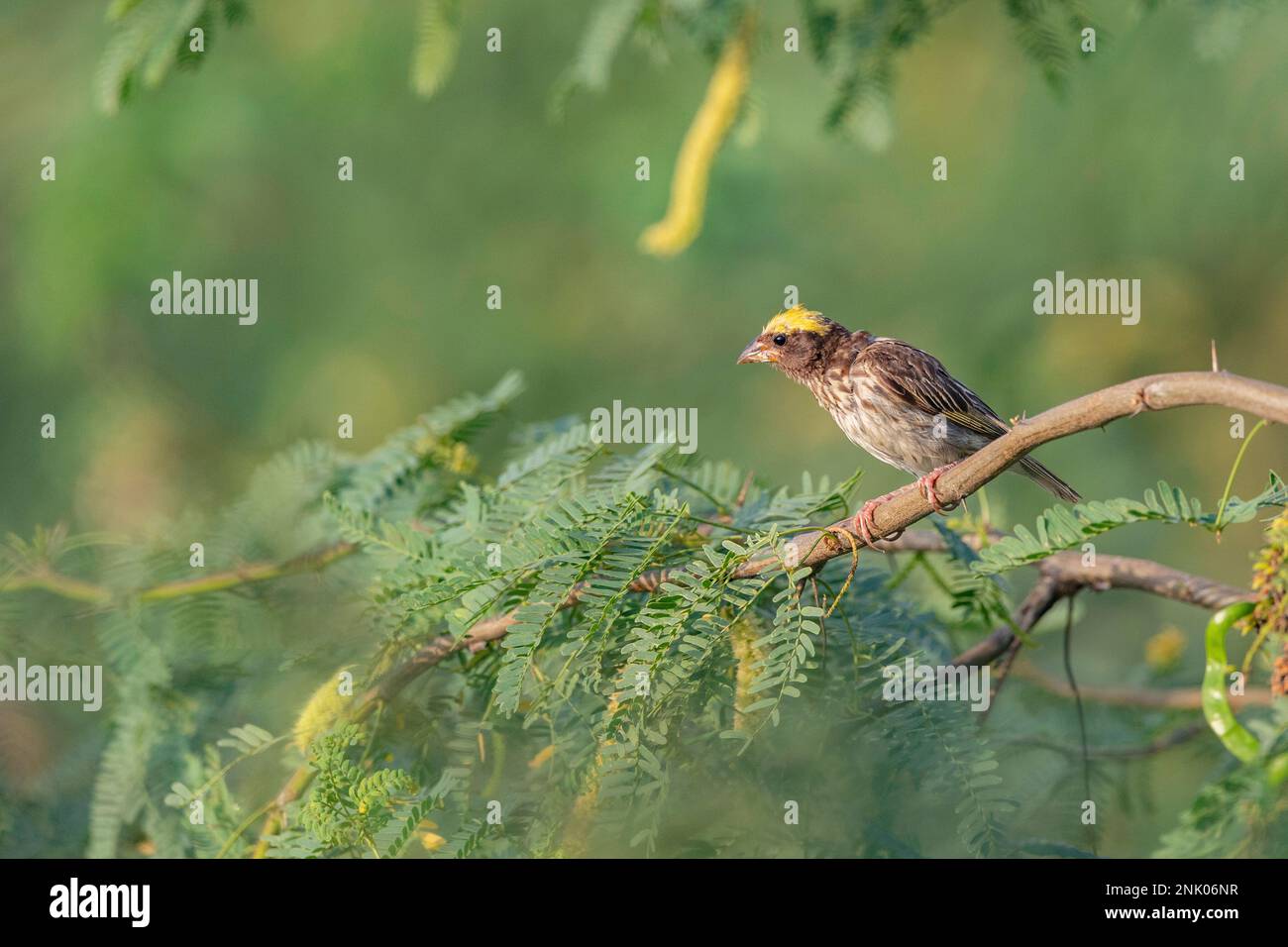 Great Rann of Kutch, Gujarat, India, Streaked Weaver, Ploceus manyar Stock Photo