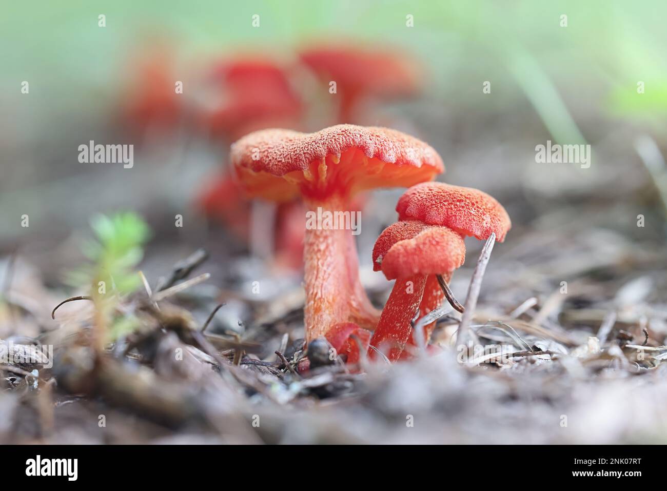 Hygrocybe miniata, also called Hygrophorus miniatus, commonly known as vermilion waxcap, wild mushroom from Finland Stock Photo