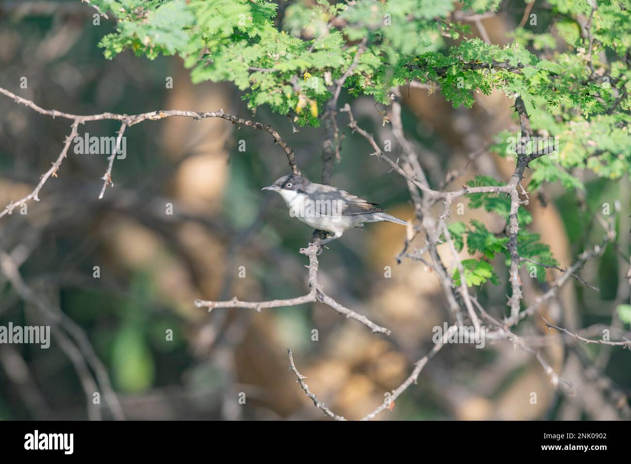 Great Rann of Kutch, Gujarat, India, Eastern Orphean Warbler, Sylvia hortensis Stock Photo
