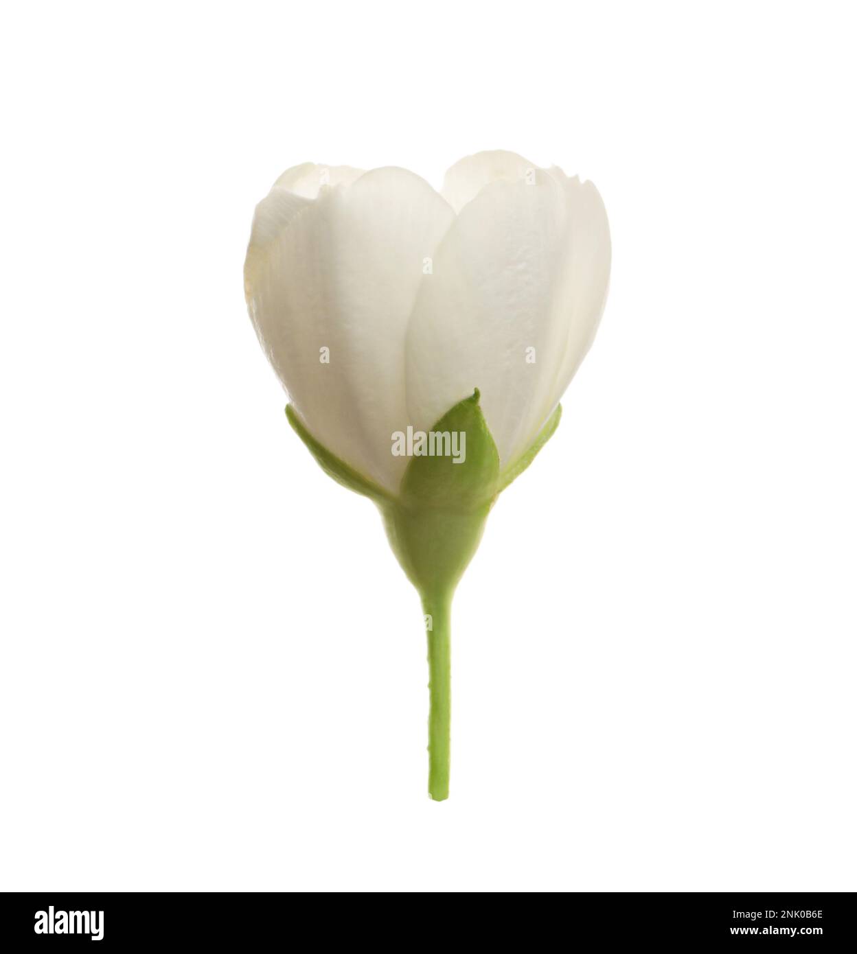 Beautiful flower of jasmine plant isolated on white Stock Photo - Alamy