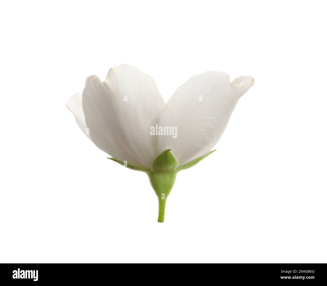 Beautiful flower of jasmine plant isolated on white Stock Photo - Alamy
