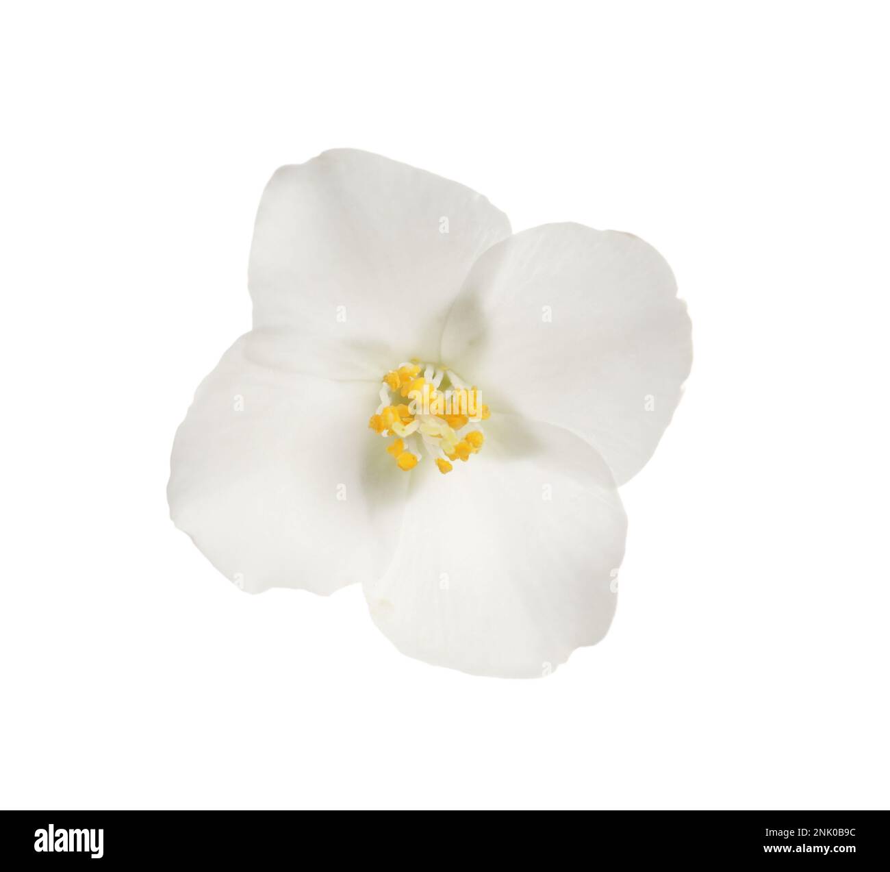 Beautiful flower of jasmine plant isolated on white Stock Photo - Alamy