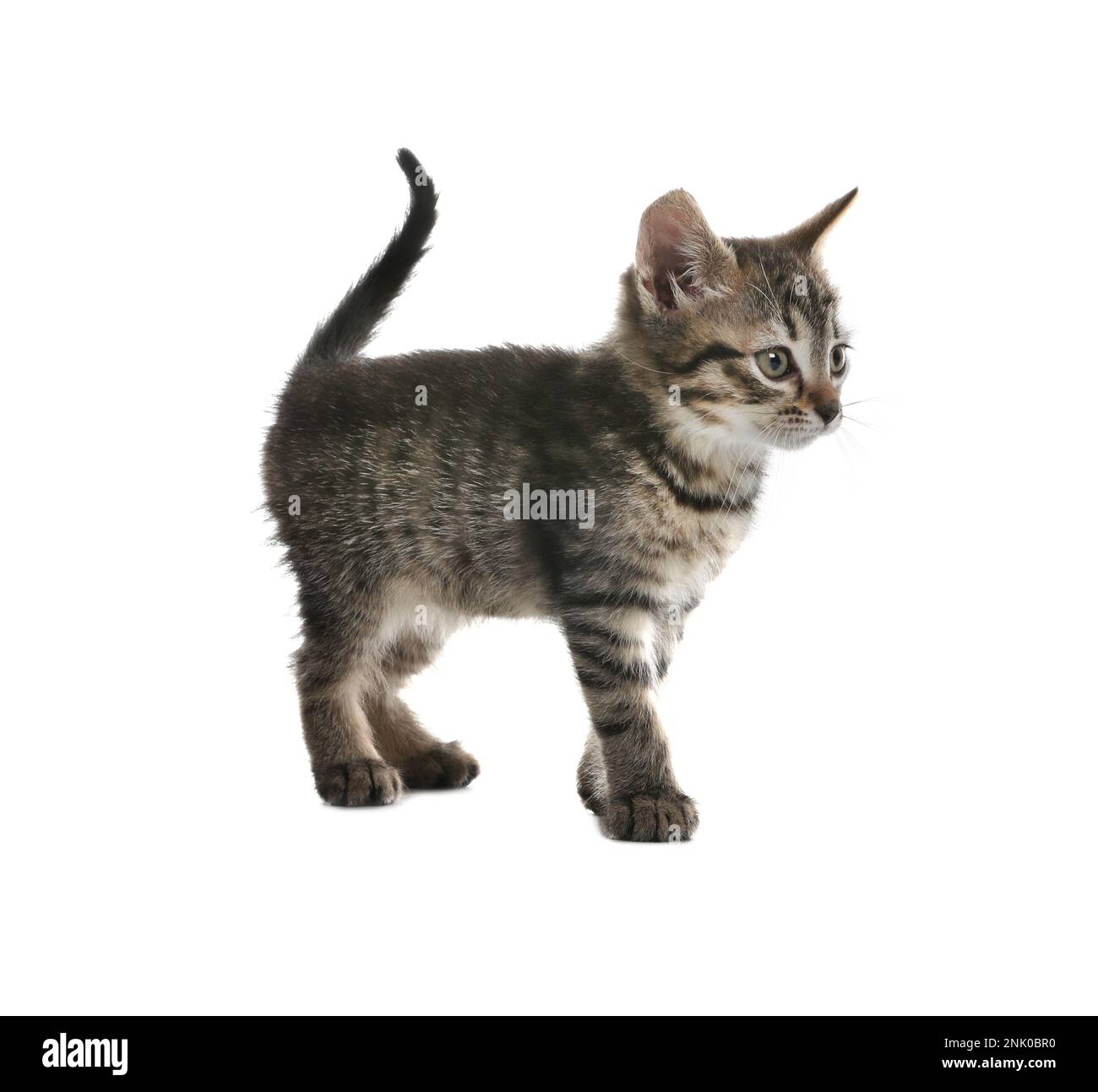 Cute little tabby kitten on white background Stock Photo - Alamy