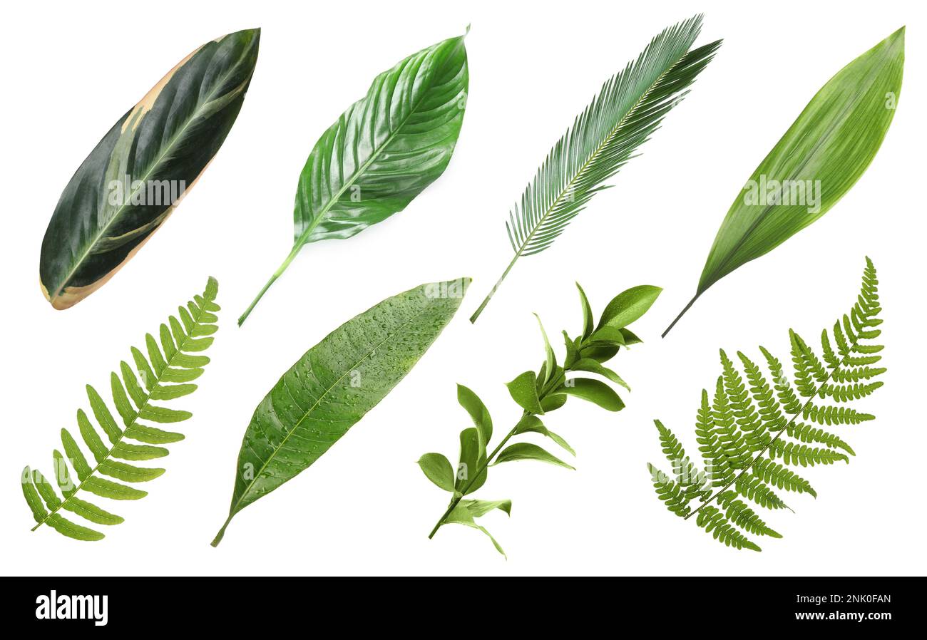 Set with beautiful fern and other tropical leaves on white background Stock Photo