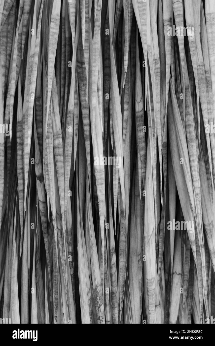 Full frame closeup of the strands of a tropical palm tree in a black and white monochrome Stock