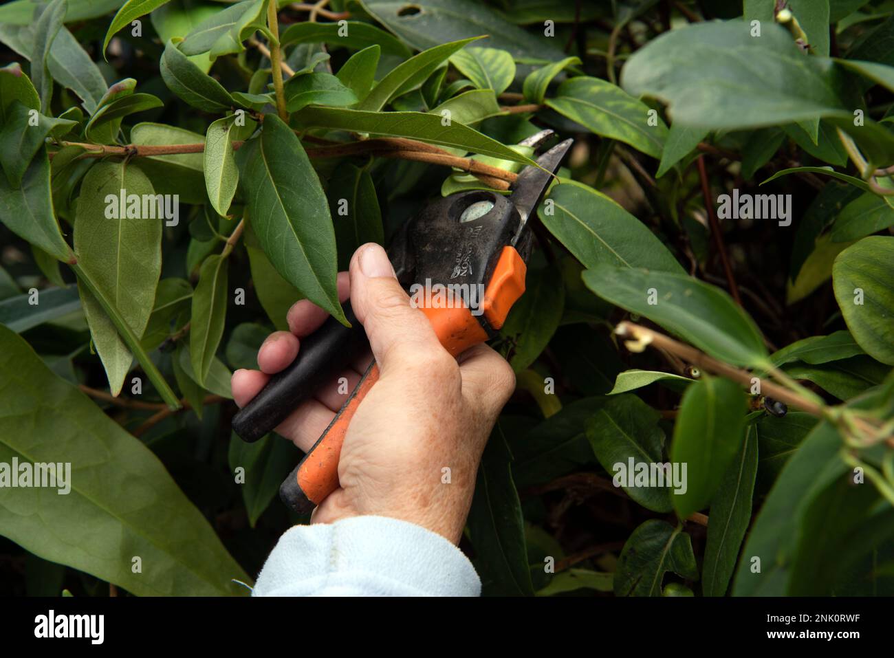 Older woman prunes using secateurs a hedge of evergreen Jasmine