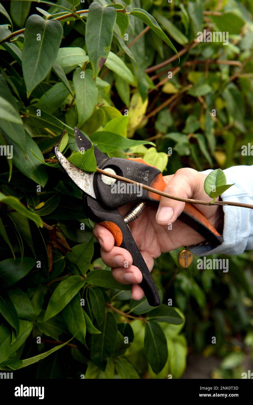 Older woman prunes using secateurs, a hedge of evergreen Jasmine