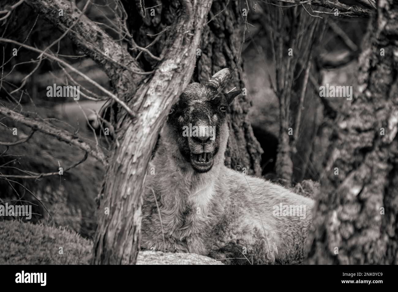 Billy Goat resting in the Woods in Norway, Black and White Stock Photo