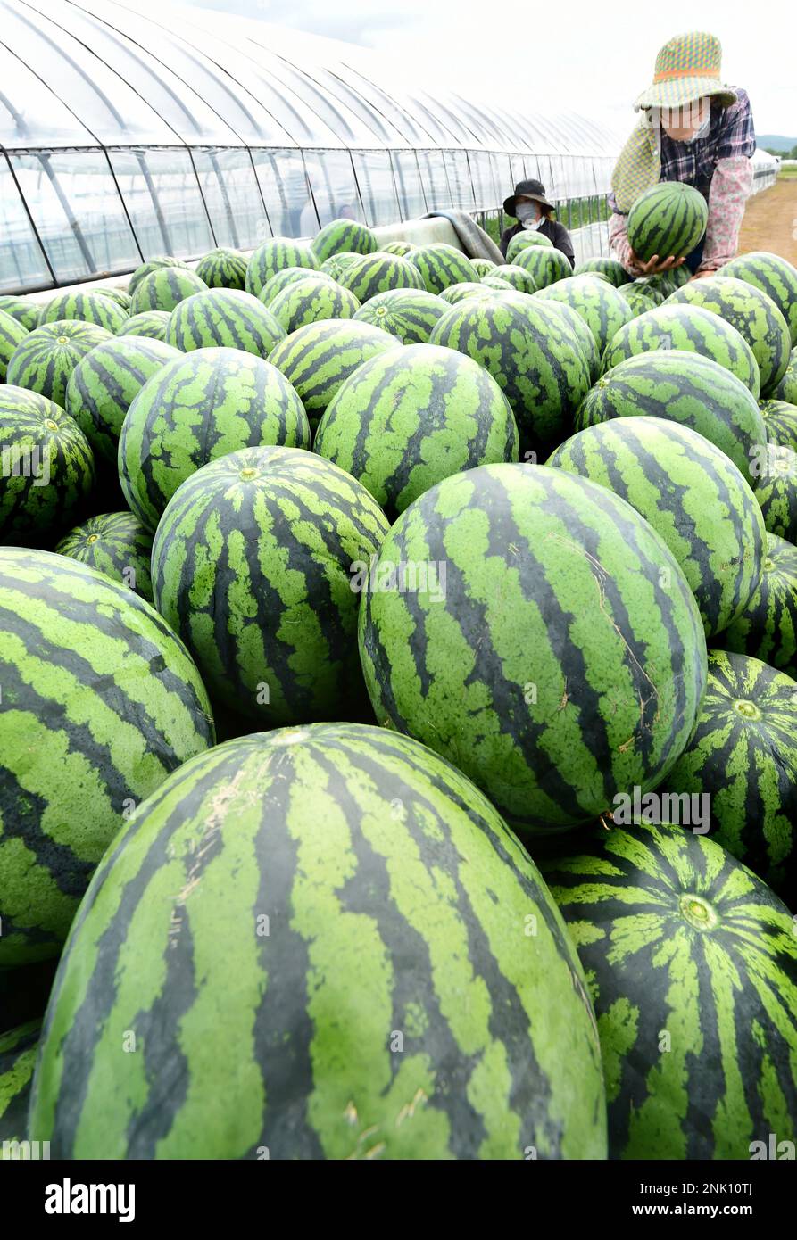 Raiden Water Melons are piled up on a truck in Kyowa Town, Hokkaido