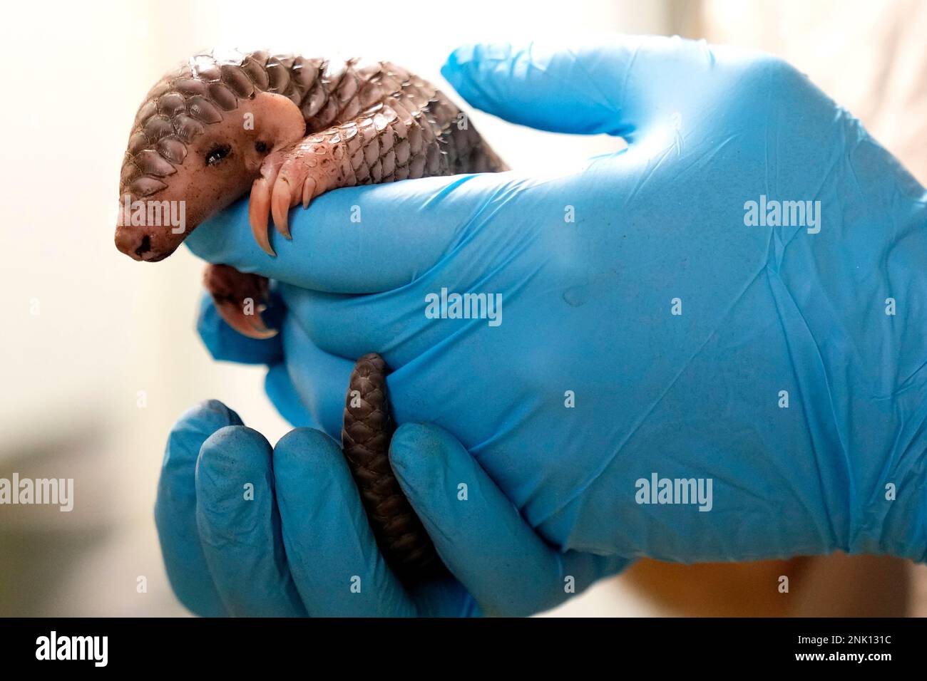 A keeper holds a baby Chinese pangolin for it to be weighed at the ...