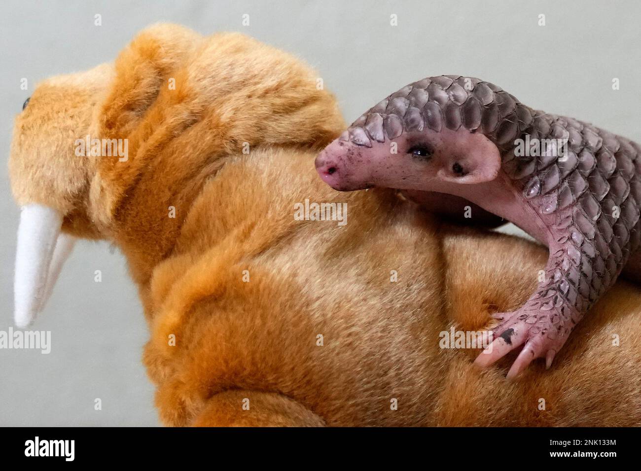 A baby Chinese pangolin is being weighed at the Prague Zoo, Czech ...