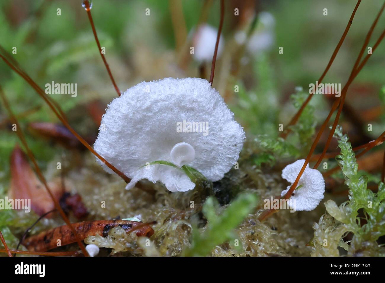 Arrhenia retiruga, known as small moss oysterling, wild fungus from Finland Stock Photo
