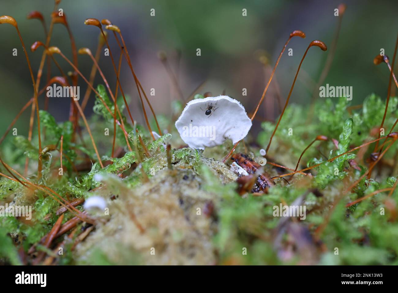 Arrhenia retiruga, known as small moss oysterling, wild fungus from Finland Stock Photo