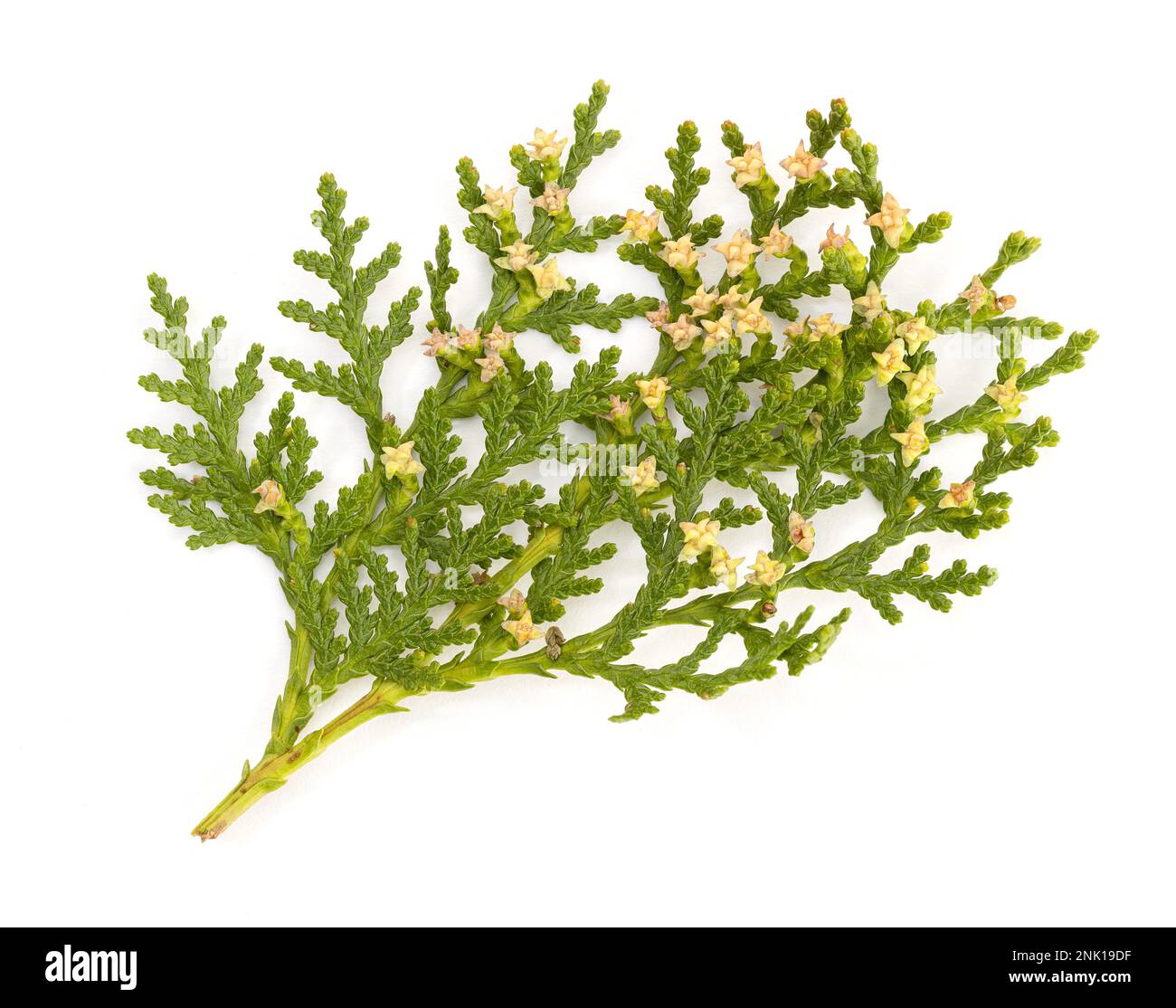 Platycladus or Chinese thuja fir twig with cones isolated on white background. Platycladus orientalis Stock Photo