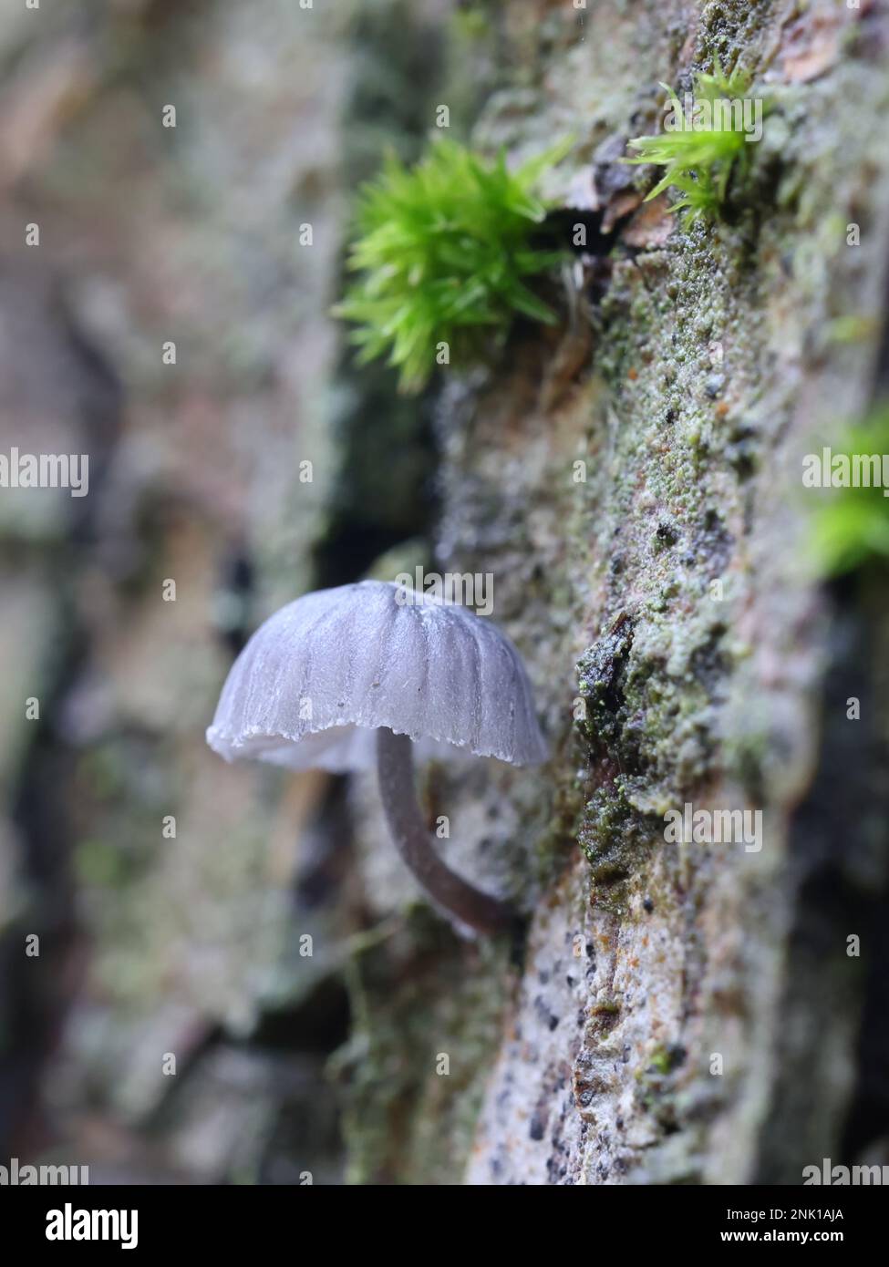 Mycena pseudocorticola, a bonnet mushroom from Finland, no common English name Stock Photo