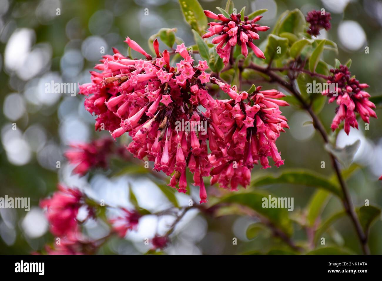 Bunch of Jessamine red Cestrum flower Stock Photo