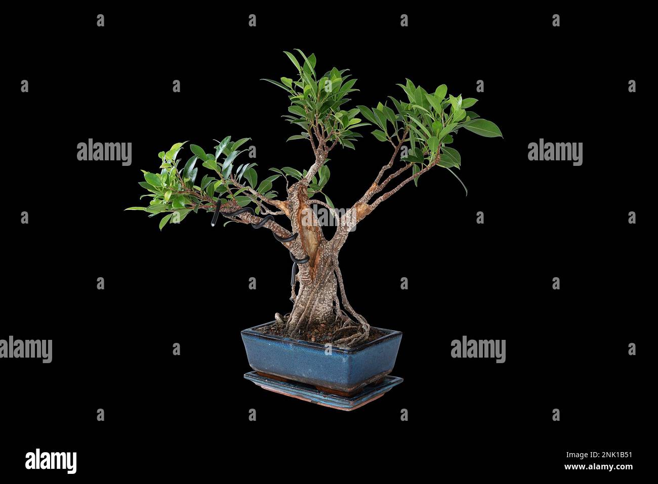 Ficus tigerbark bonsai isolated on dark background (Ficus microcarpa) Stock Photo