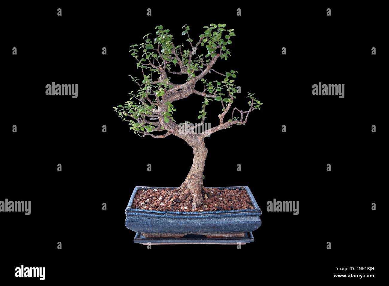 Portulacaria afra isolated large bonsai; money tree or elephant bush, this is a succulent plant suitable for bonsai art Stock Photo