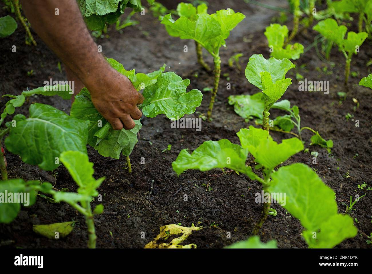 Community, Agriculture, Cultivation, Nature, Vegetables, Fruits, Field