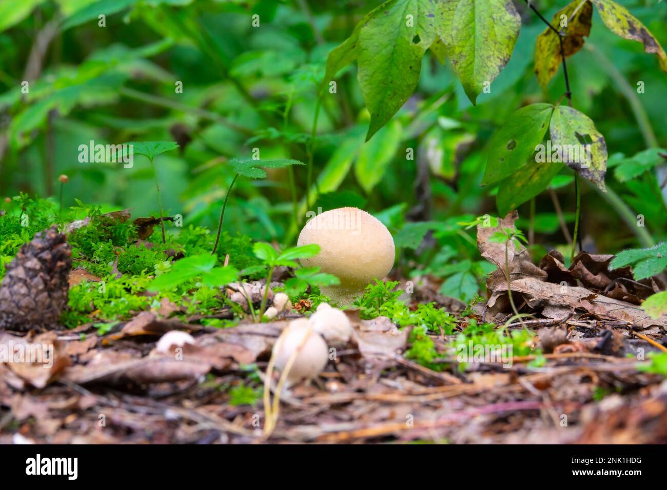 Raincoat mushrooms in the forest (L. perlatum) Stock Photo