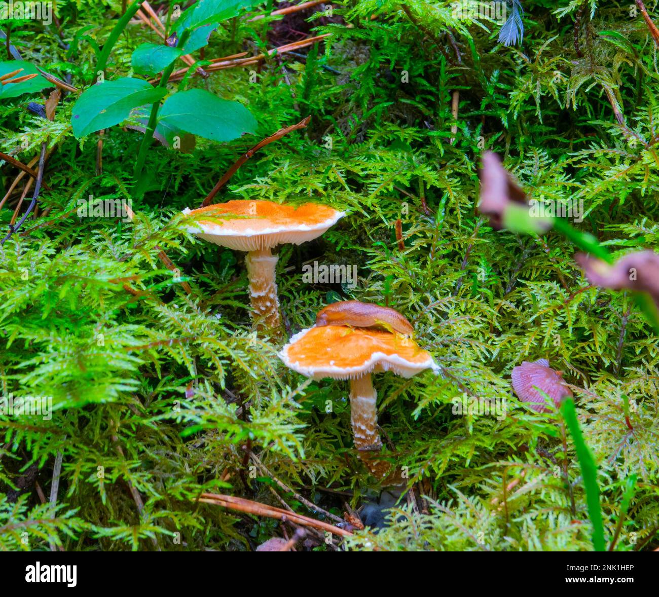 Two orange mushrooms in moss and slug Stock Photo